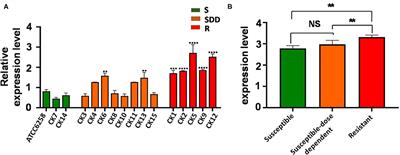 The A756T Mutation of the ERG11 Gene Associated With Resistance to Itraconazole in Candida Krusei Isolated From Mycotic Mastitis of Cows